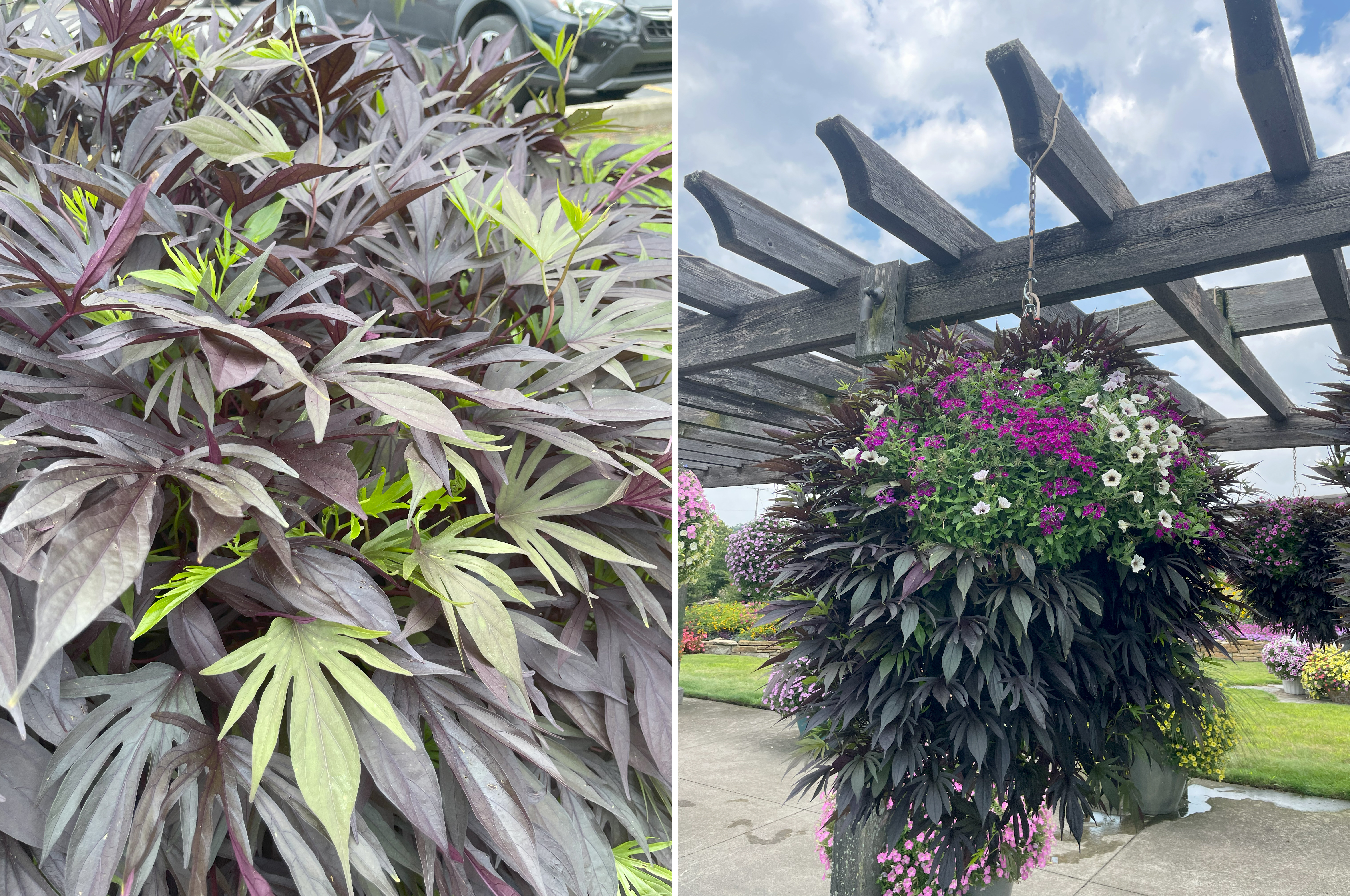 Two images of ornamental sweet potato vine. Left: Close-up of deeply lobed purple foliage with hints of chartreuse green new growth. Right: A large hanging basket on a pergola, filled with trailing purple foliage mixed with magenta and white flowers.